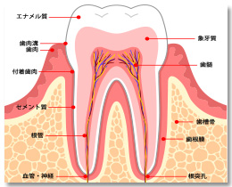 歯断面図